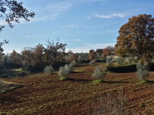 5-20131215_111119_Richtone(HDR)